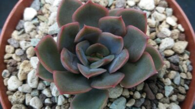 ECHEVERIA "VERONA"