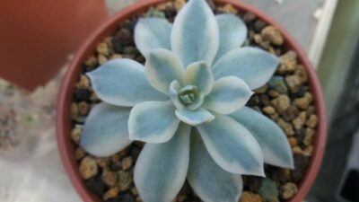 Echeveria "Subsessilis" variegata - Зображення 2
