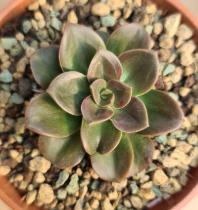 ECHEVERIA "MELACO" - Зображення 2