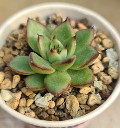 ECHEVERIA "AGAVOIDES SPANE" variegated - Зображення 2