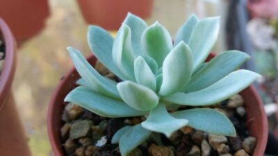ECHEVERIA "Royal Chrysanthemum" variegata