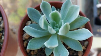 ECHEVERIA "Royal Chrysanthemum" variegata - Зображення 2
