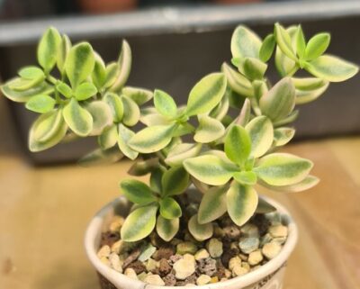 CRASSULA "VOLKENSII"variegata