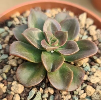 ECHEVERIA "MELACO"