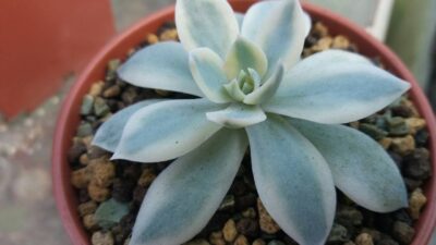 Echeveria "Subsessilis" variegata