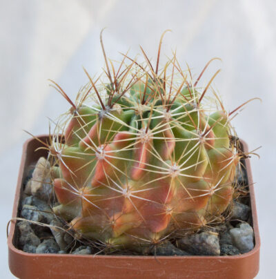 Hamatocactus setispinus - Зображення 2