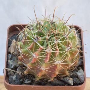 Hamatocactus setispinus