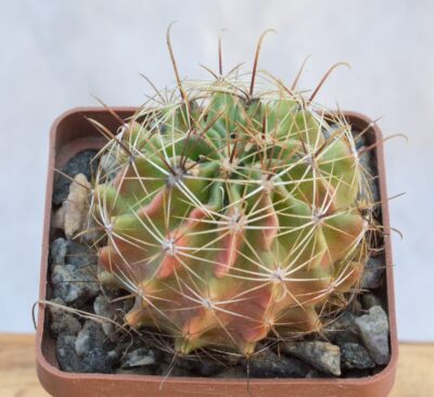 Hamatocactus setispinus