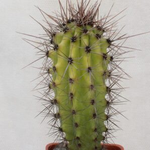 Stenocereus thurberi