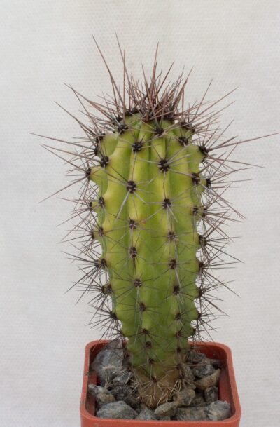 Stenocereus thurberi