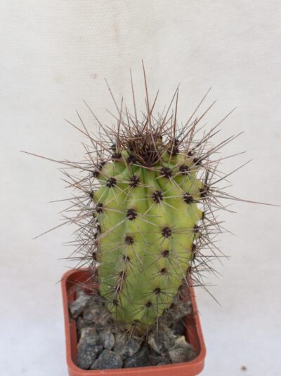 Stenocereus thurberi - Зображення 2