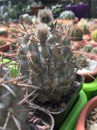 Acanthocalycium glaucum - Зображення 2