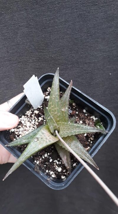 haworthia tesselata