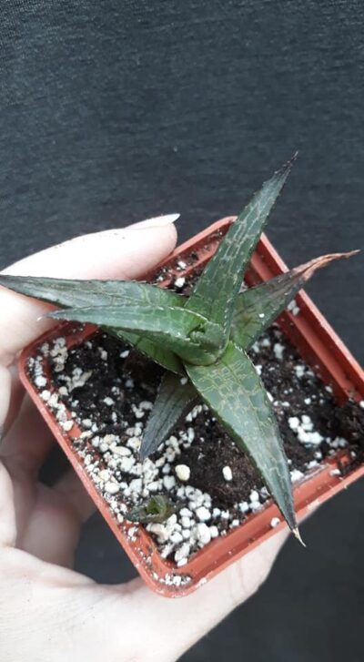 haworthia tesselata