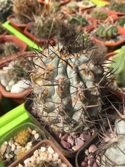 Acanthocalycium glaucum - Зображення 4