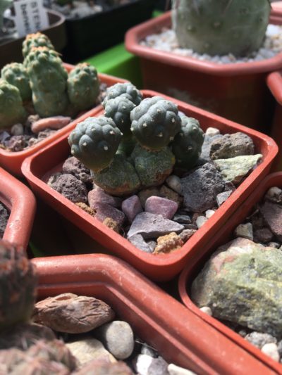 Puna bonniae f. intermis