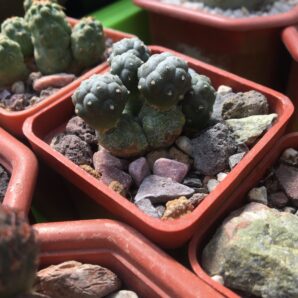 Puna bonniae f. intermis | 83