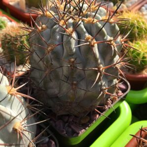 Acanthocalycium glaucum | 1