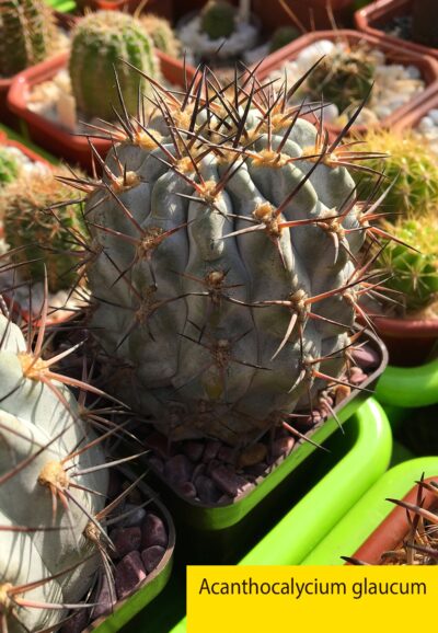 Acanthocalycium glaucum