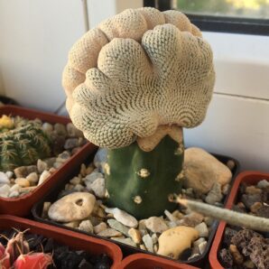 Epithelantha bokei f.cristata | 32