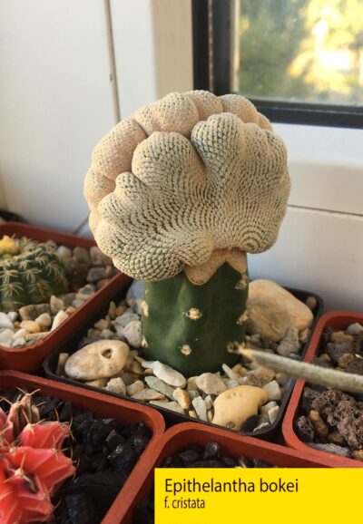 Epithelantha bokei f.cristata