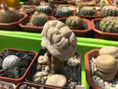 Epithelantha bokei f.cristata - Зображення 2