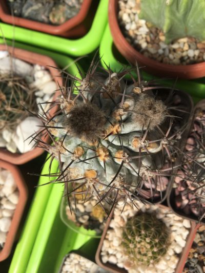 Acanthocalycium glaucum - Зображення 3