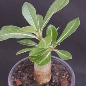 Adenium obesum | 2