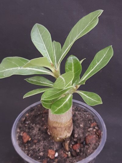 Adenium obesum