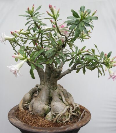 Adenium obesum - Зображення 2
