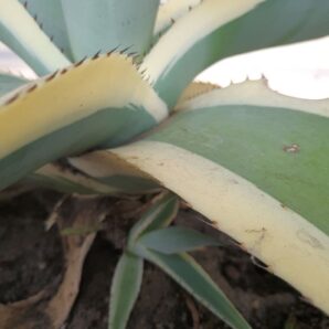 Agave guiengola 'Creme Brulee'