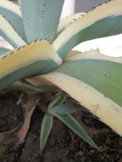 Agave guiengola 'Creme Brulee'