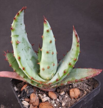 Aloe Ferox candelabrum