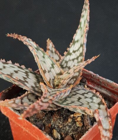 Aloe rauschii white form