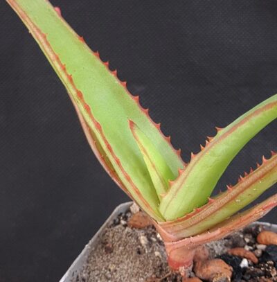 Aloe vanbalenii