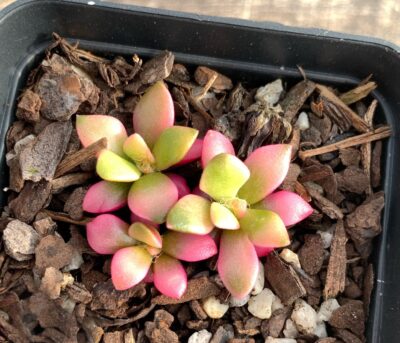 Anacampseros telephiastrum sunrise var