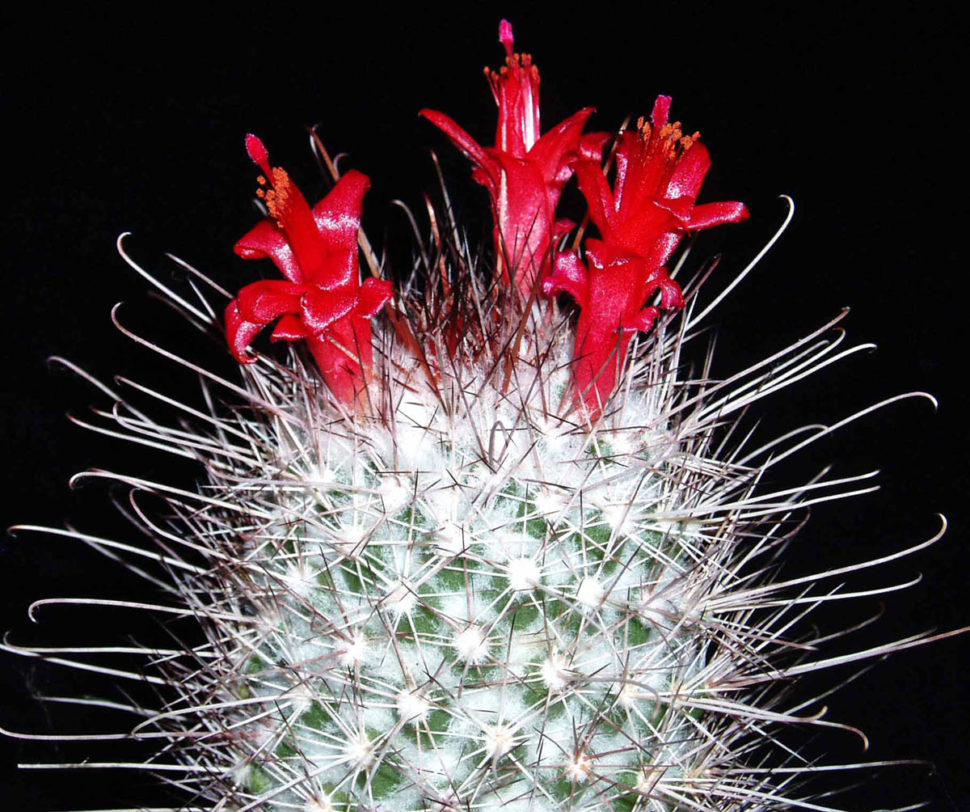 Cochemiea maritima