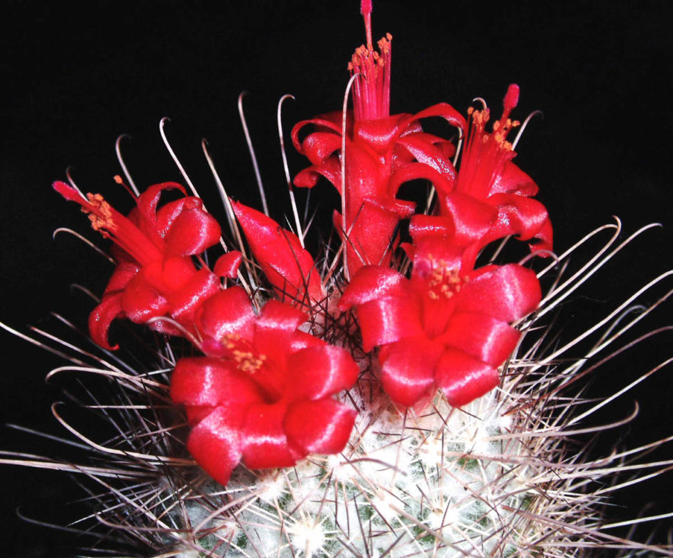 Cochemiea pondii