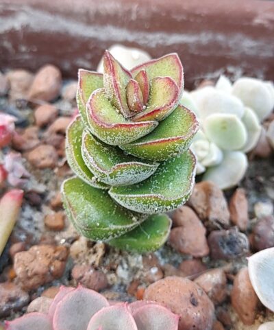 Crassula 'Jade Tower'