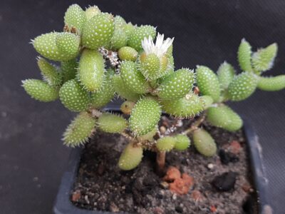 Delosperma echinatum