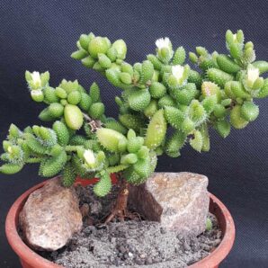 Delosperma echinatum | 36