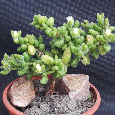 Delosperma echinatum