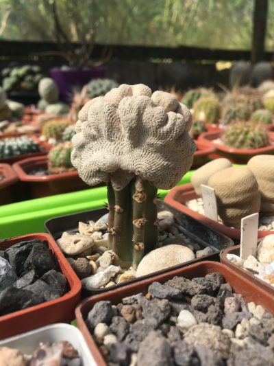 Epithelantha bokei f.cristata - Зображення 3