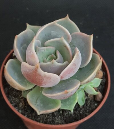 Echeveria 'Dark Desire'