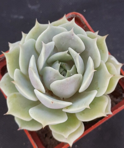 Echeveria lola