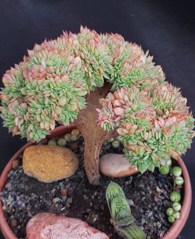 Echeveria sp. cristata