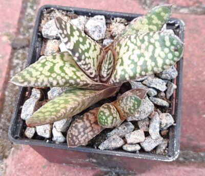 Gasteria snowstorm