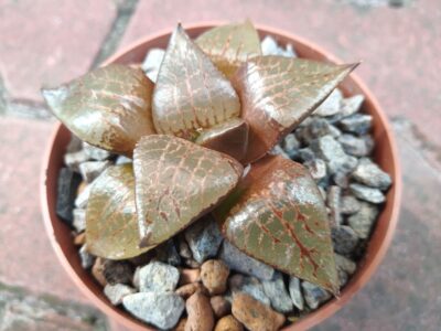 Haworthia emelyae comptoniana
