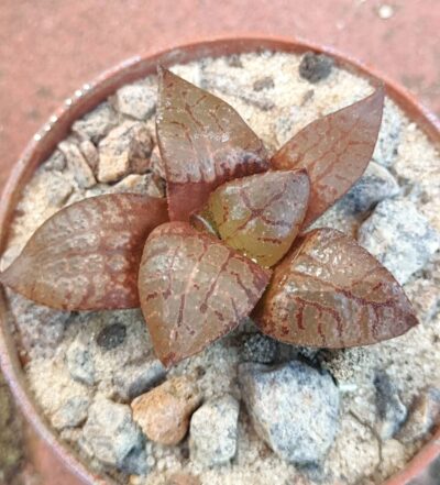 Haworthia emelyae comptoniana