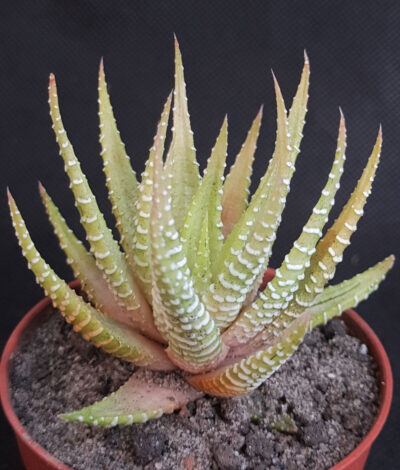 Haworthia fasciata white bird